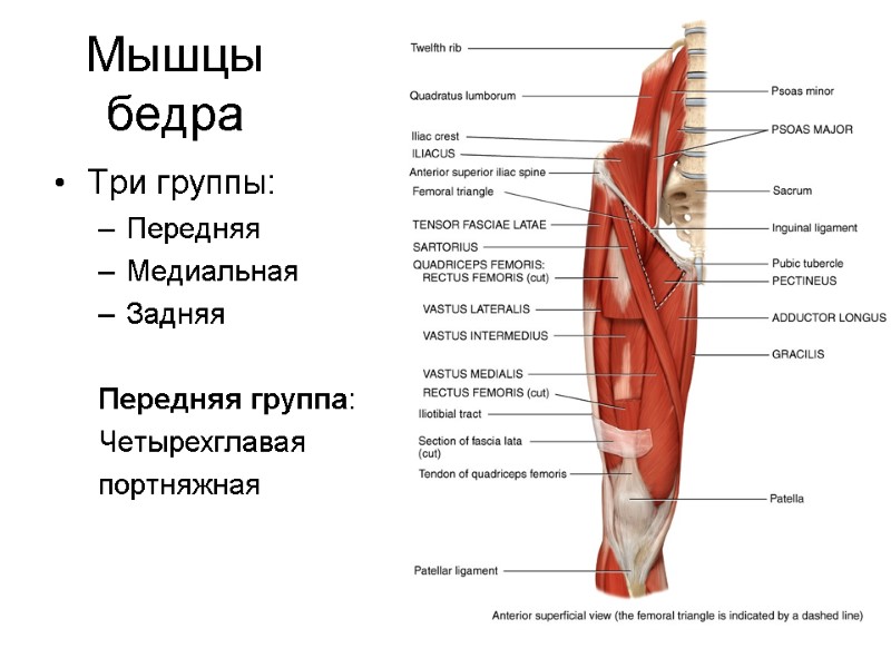 Мышцы бедра Три группы: Передняя Медиальная Задняя  Передняя группа: Четырехглавая портняжная